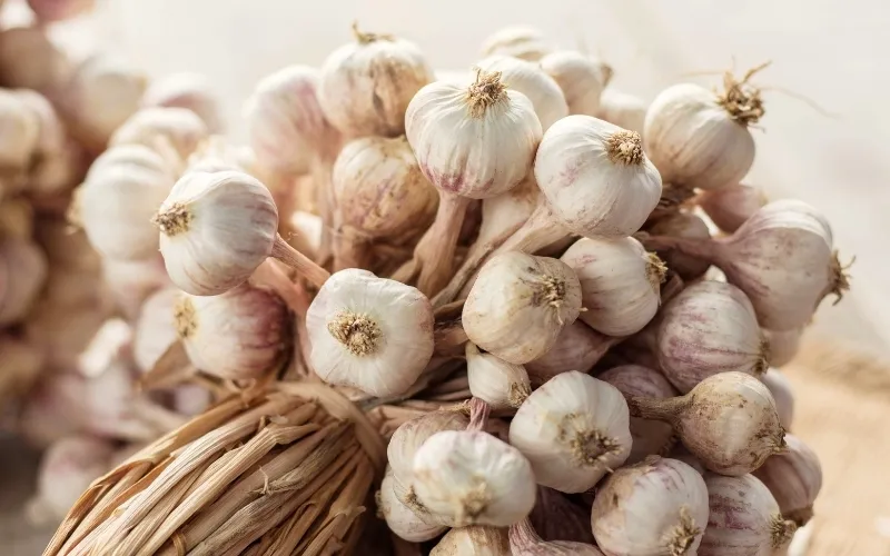 Calibres de ajo al mayoreo